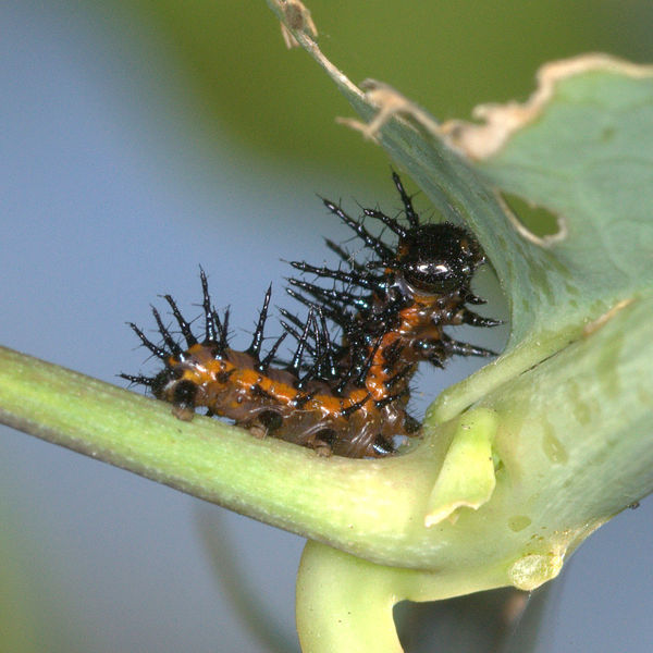 Gulf Fritillary Caterpillar, 2nd Instar - 3:1 or 3...