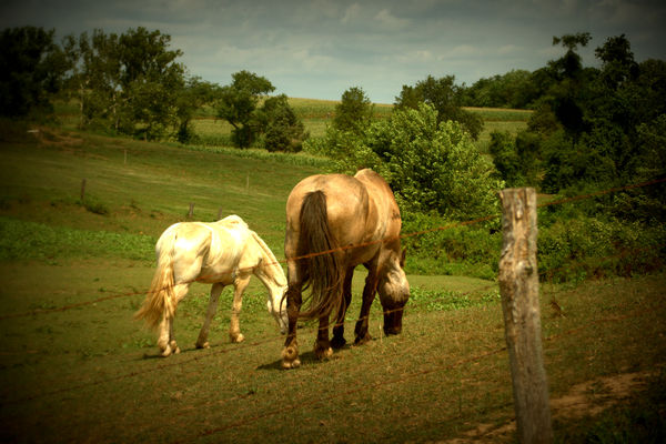 Lancaster Pa. farm horses...