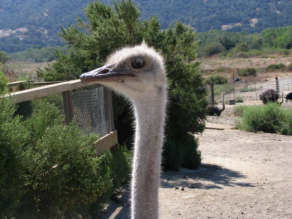 A California Ostrich....