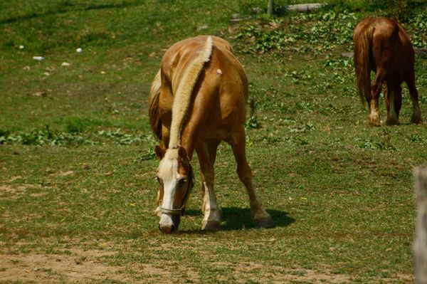 Quarryville Pa., Amish farm horse...