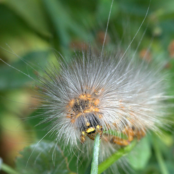 Salt Marsh Moth (Estigmene acrea) Caterpillar - li...