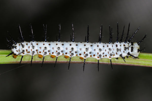 Longwing Zebra Caterpillar, Early Instar - 2:1 or ...