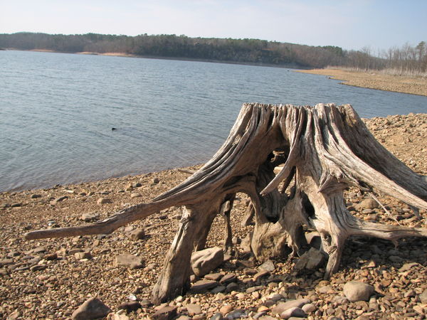 Driftwood on Beaver Lake...