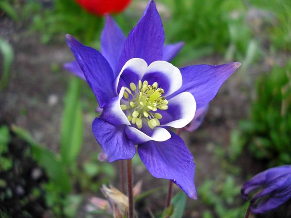 Columbine flower in my yard...