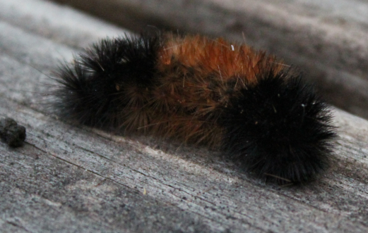Wooly Bear caterpillar...