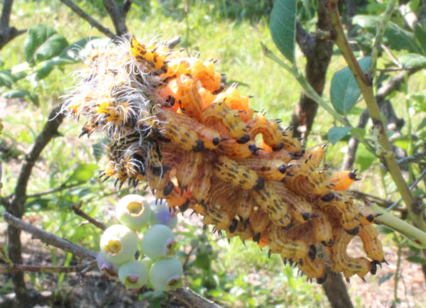 some species of caterpillars on a Blueberry bush...