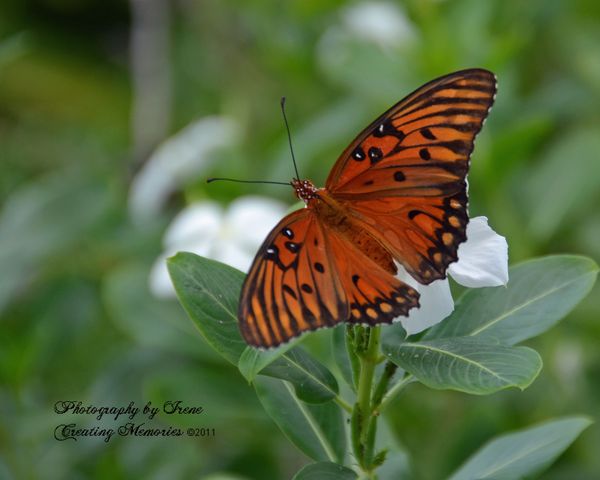 Another Butterfly...
