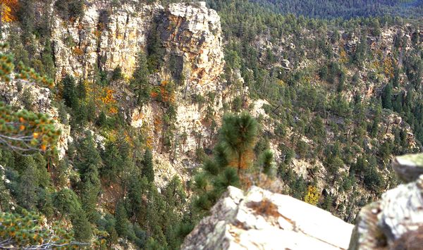 Rim Lookout, Az, Mostly Pines, With Few Trees On R...