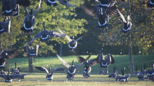Canadian geese in flight...