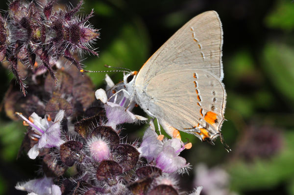 Gray Hairstreak (Strymon melinus) butterfly - 2:1 ...