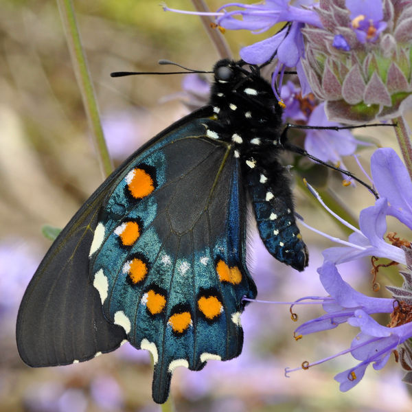Pipevine Swallowtail - 1:4 mag or 1/4 life-size...