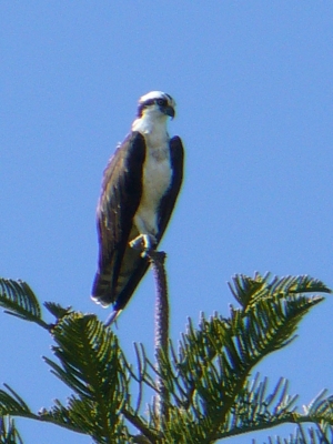 tree-top predator...