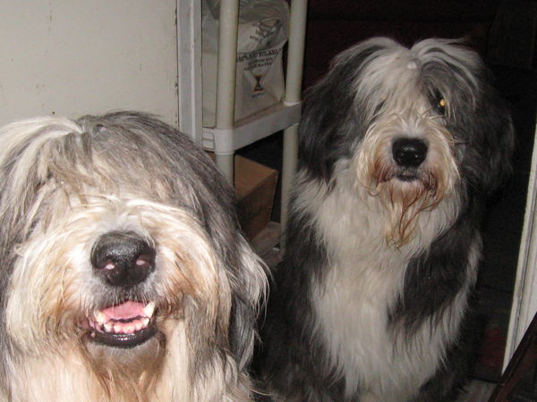 Old English Sheepdogs...