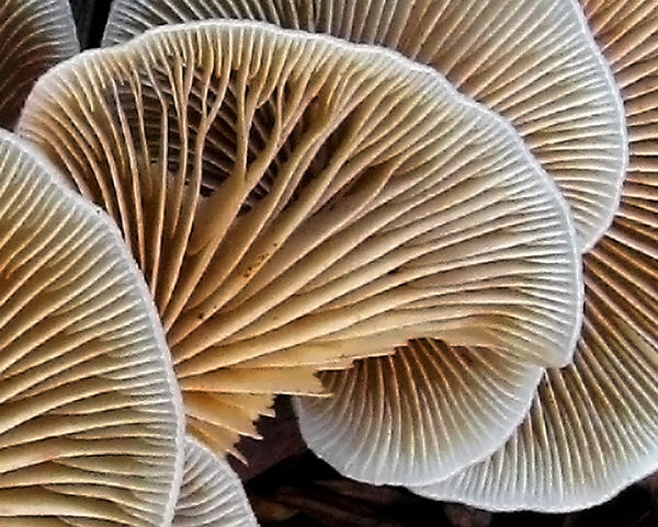 Flat Crep Fungi...