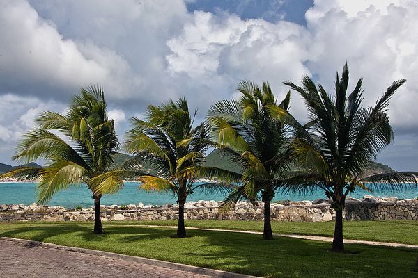Palms on St, Maarten in the Caribbean...