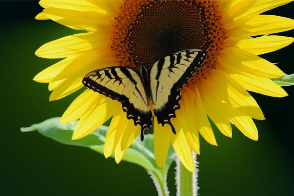 Swallowtail on Sunflower...