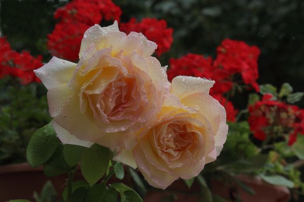 Roses...