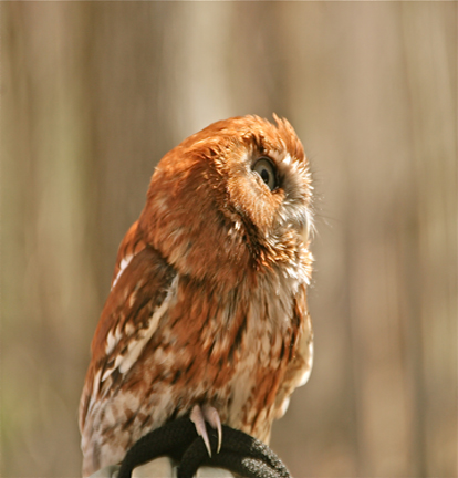 Easter Schreech owl(Yoda-13 yrs.)...