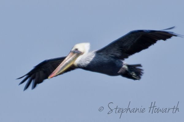 Pelican flying...