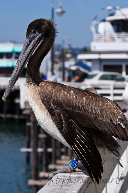 Pelican hanging out in Santa Cruz...