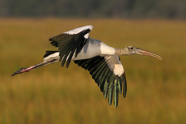 Wood Stork...
