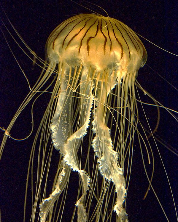 Jellyfish...