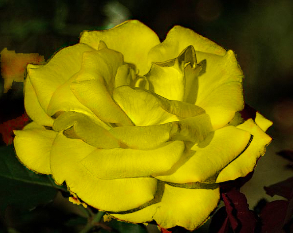 Tyler (Texas) Roses