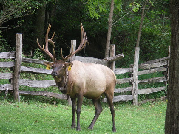 Elk, original picture...