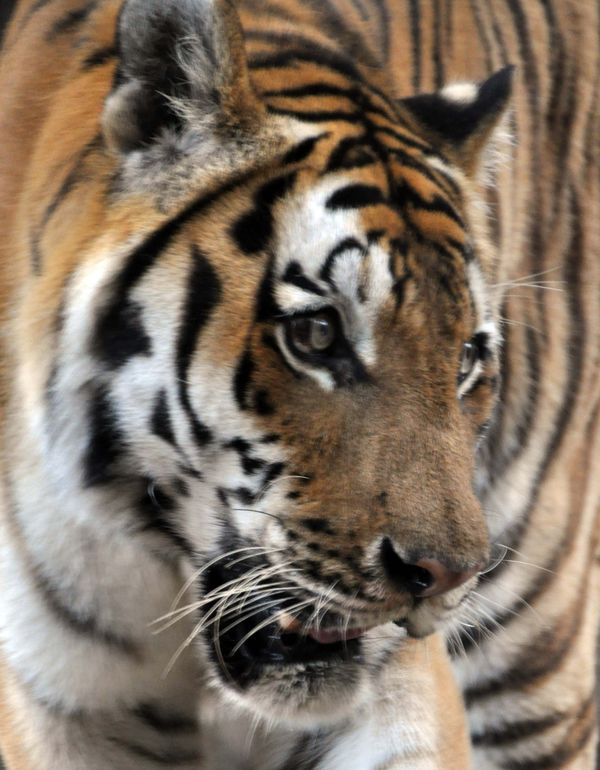Bengal Tiger...