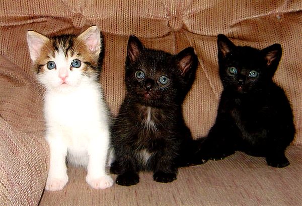 Three Little Kittens...