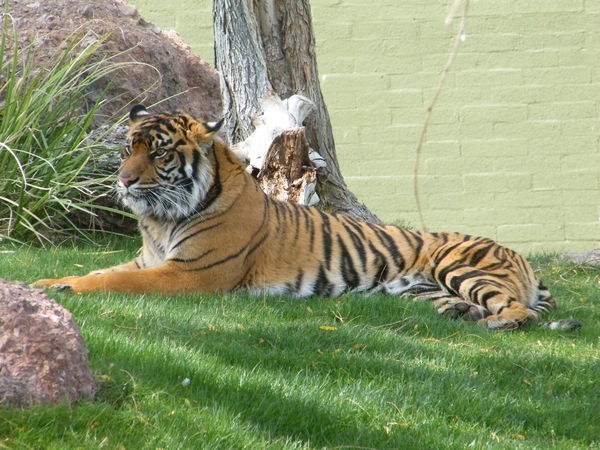Phoenix Zoo Tigar...