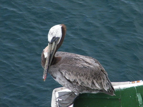 Pelican relaxing...