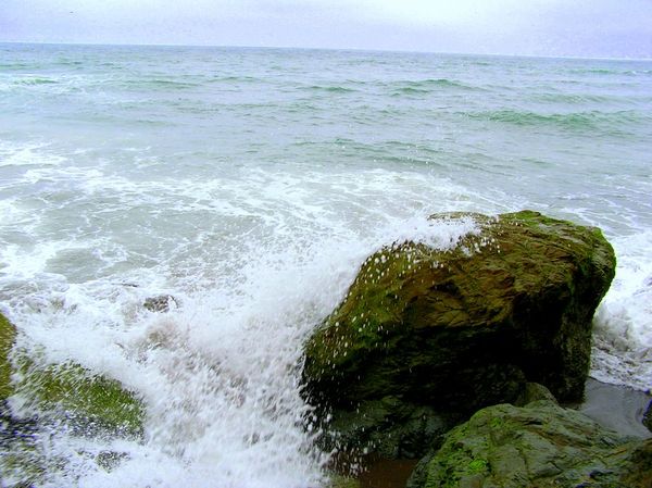 algae covered rocks ont the seashore 4mp p/s...