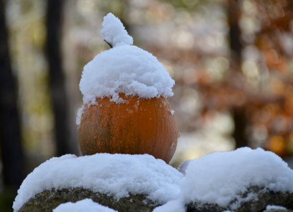 Snow Pumpkin...