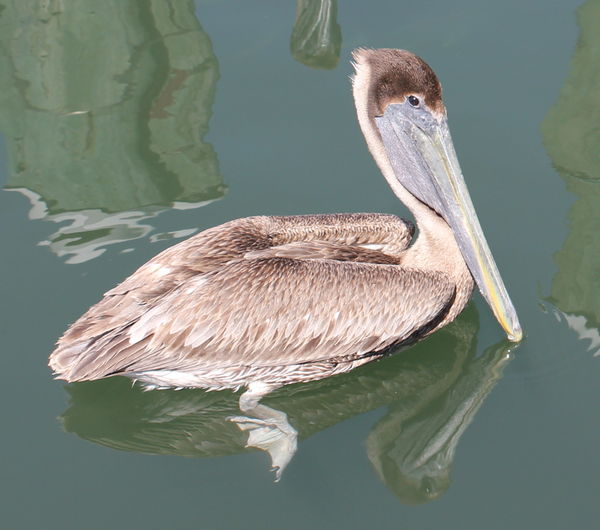 pelican at marina...