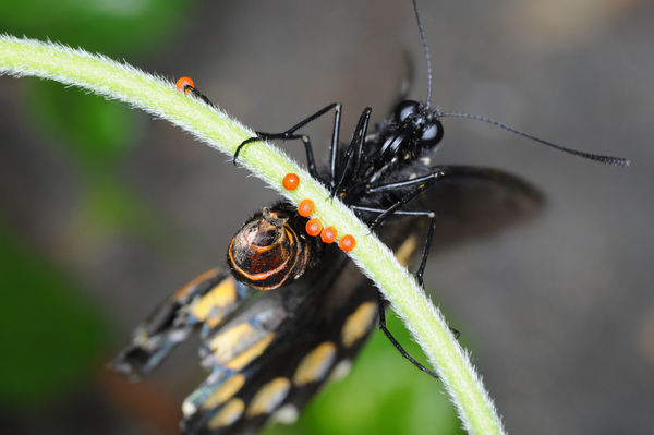 Pipevine Swallowtail laying eggs...
