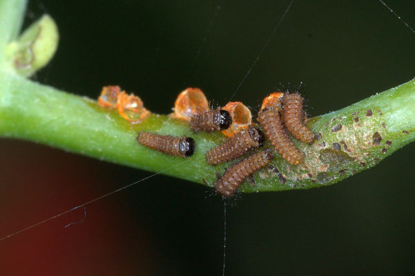 Pipevine Swallowtail Caterpillars Hatching...