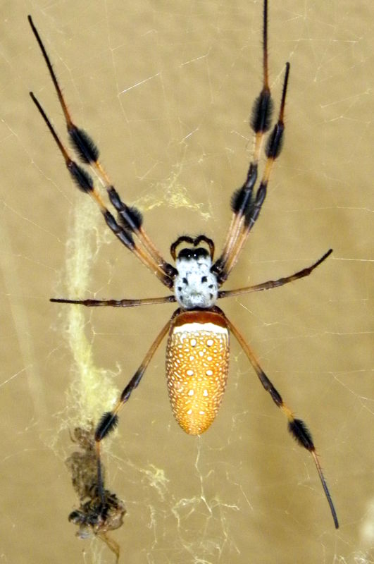 Banana Spider on front porch...