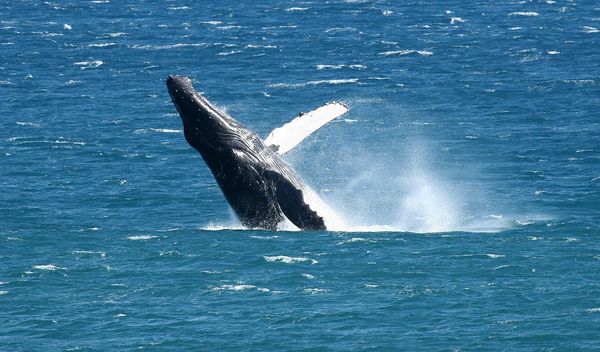 Humpback whale breaching (photo taken from our bal...