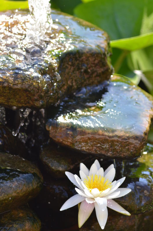 Water Lily growing out of a rock...