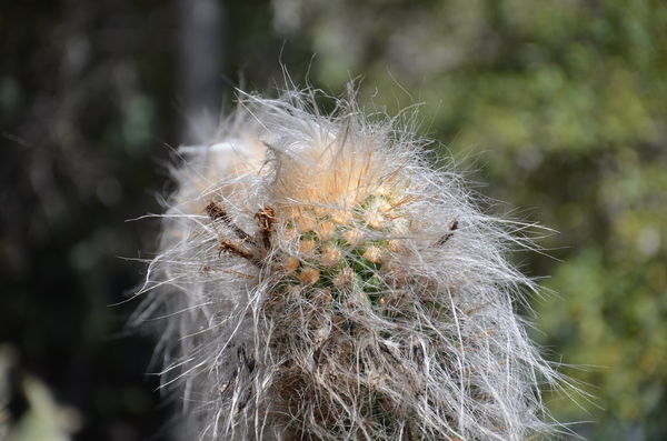Fuzzy Cactus in Avalon...