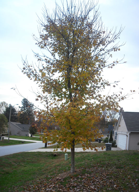 Fall color maple tree in my front yard....