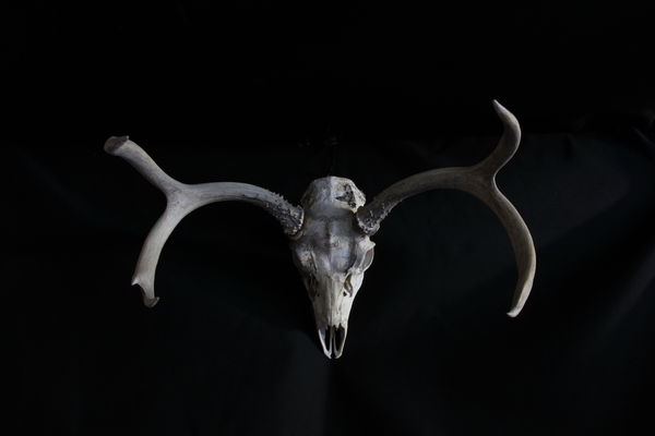 Deer Head Skeleton on the horns of a dilemma...