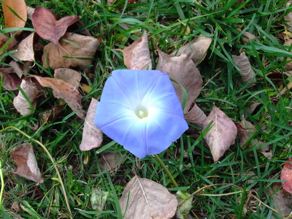 just 1 lonely blue morning glory...