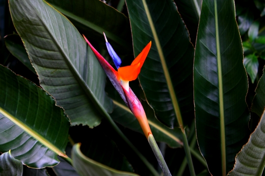 Is this the Bird of Paradise?...