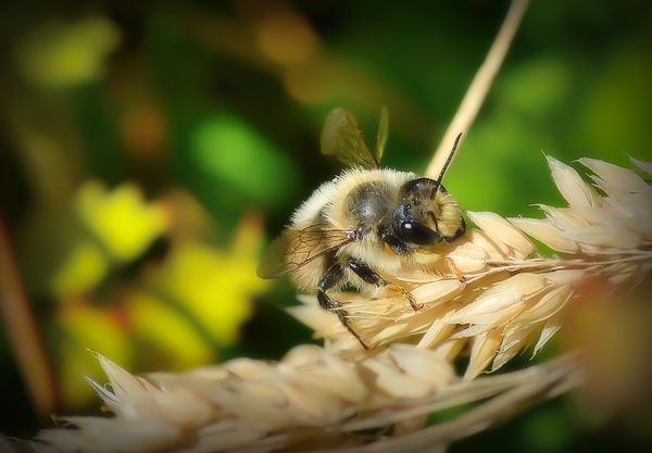 Little bee on grass...
