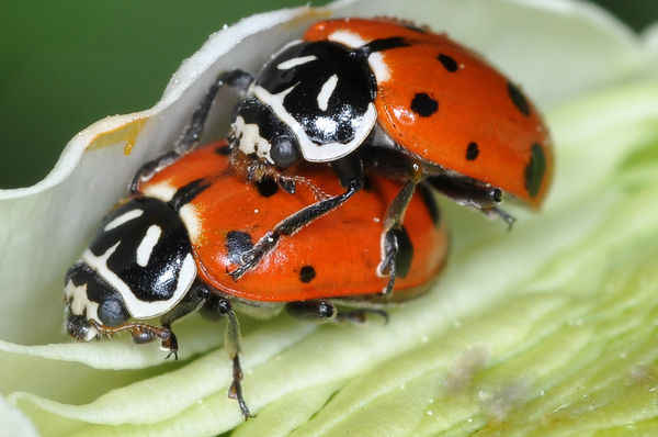 Mating Convergent Ladybird Beetles, 5x life-size...