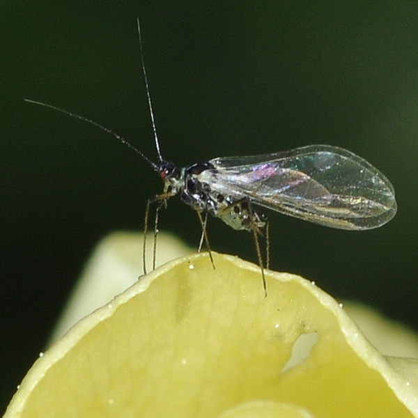 Adult Aphid On Rununculus Petal, 6x life-size...