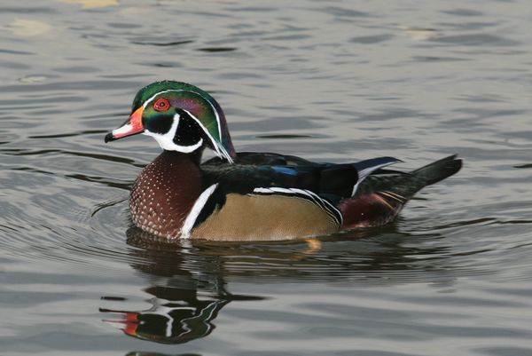 Male adult Wood duck...