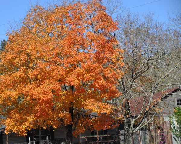 fall colors and old barn...